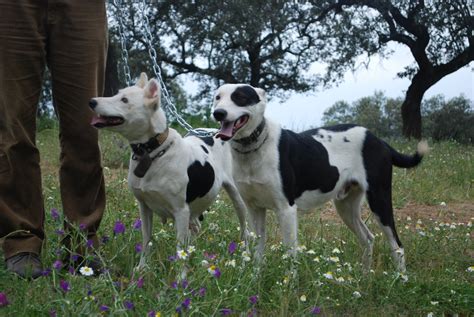 podenco paternino|PODENCO PATERNINO DE HUELVA O。